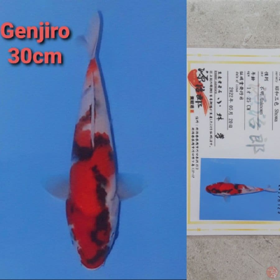 GENJIRO SGOWA 30CM SERTI