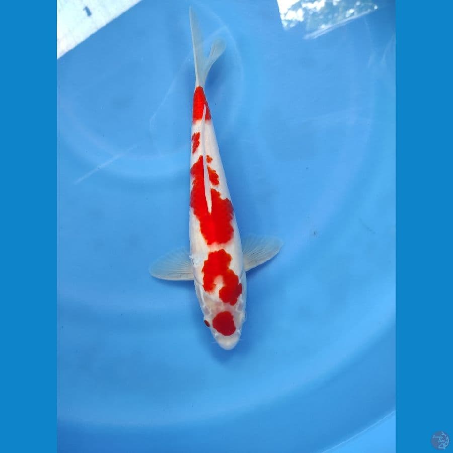 29cm