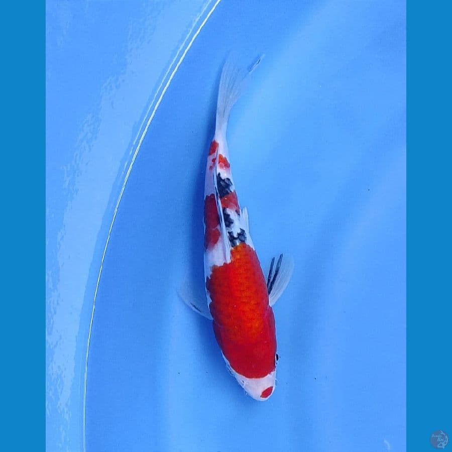 SB 21cm