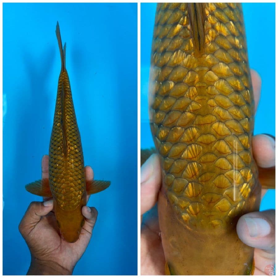 Midori Ginrin 30cm