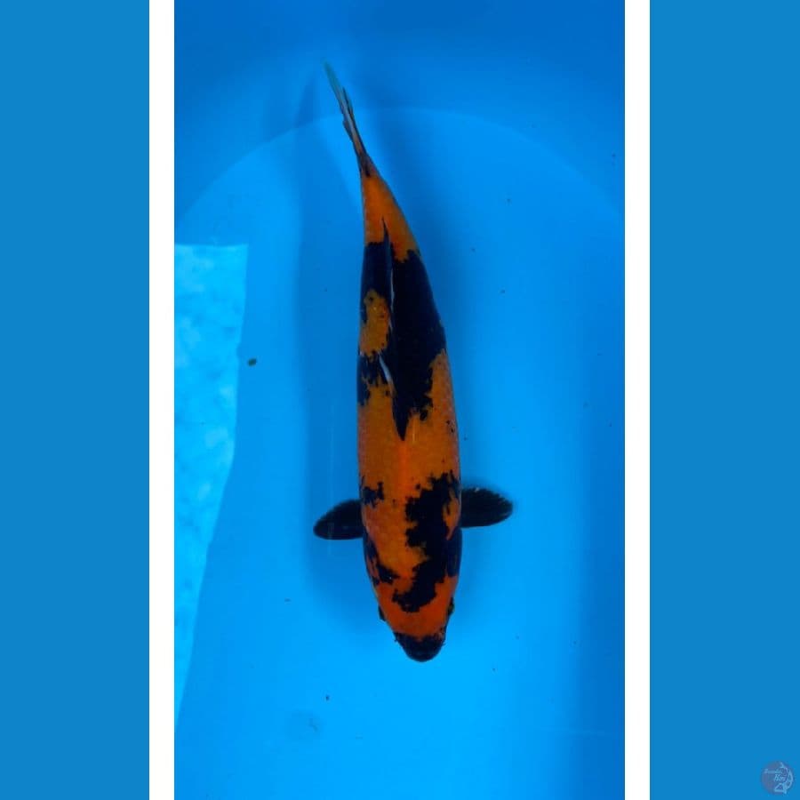 hi utsuri 35cm