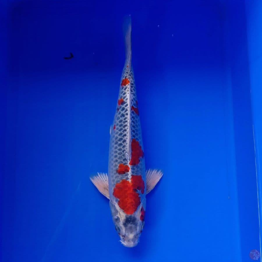 YAMATO - KUJAKU 34CM