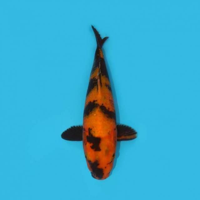 UTSURI 32 CM