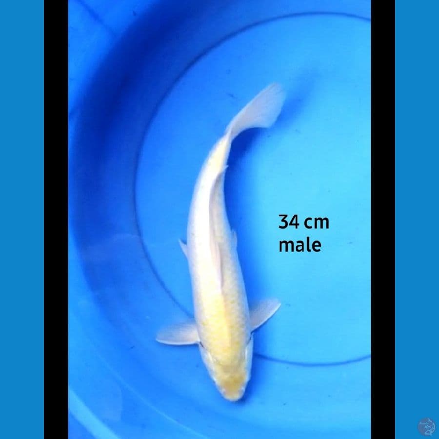 Karashi punuk 34 cm male