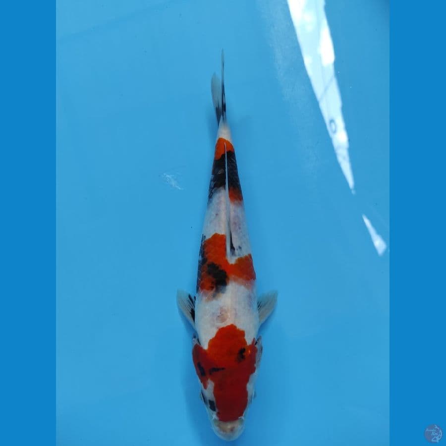showa 25cm