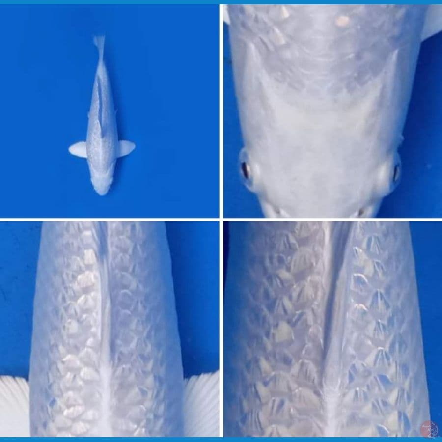SQ.Platinum gindrin 30.Cm