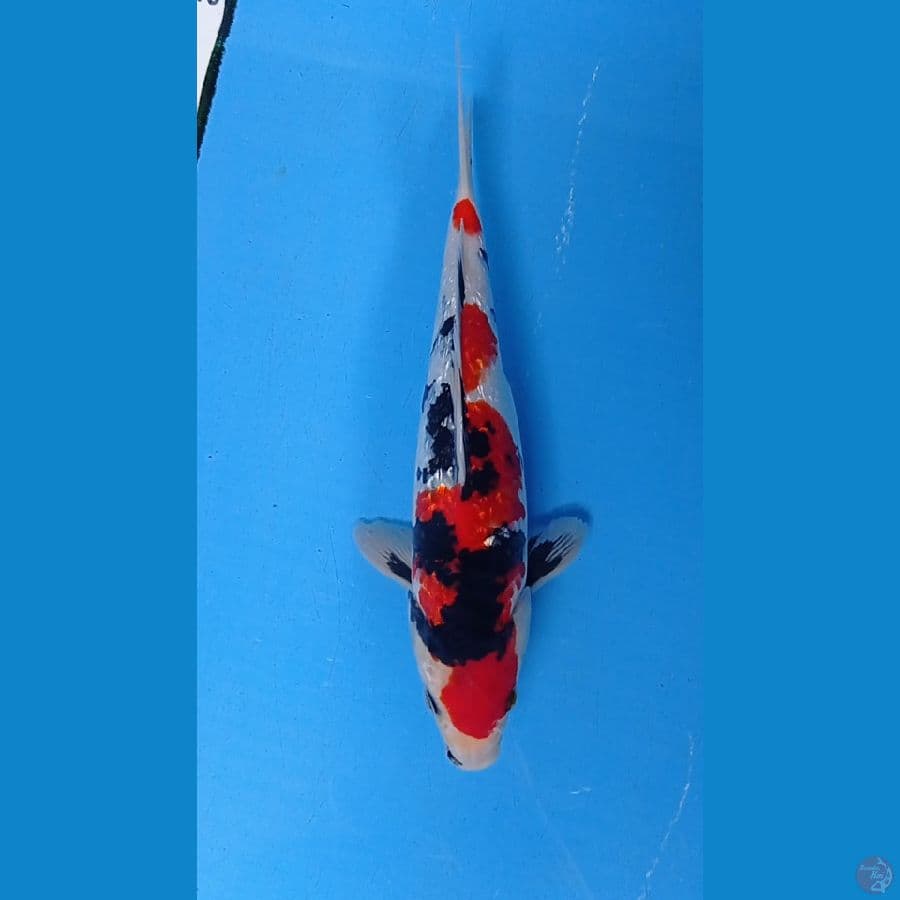 Kinginrin A 29cm SHOWA