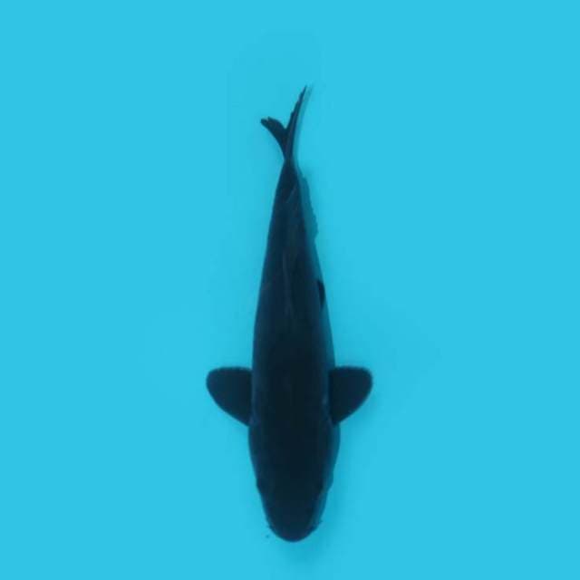 26 CM - KARASU