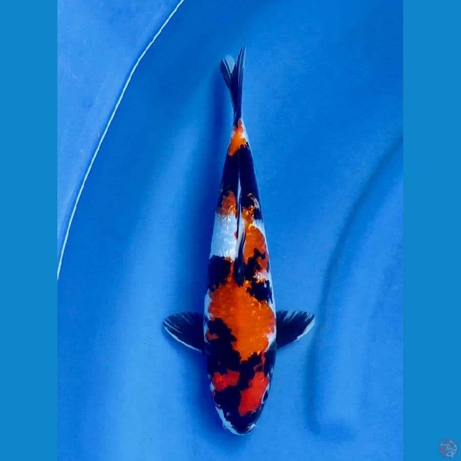 showa gingrin 31cm , Male petir