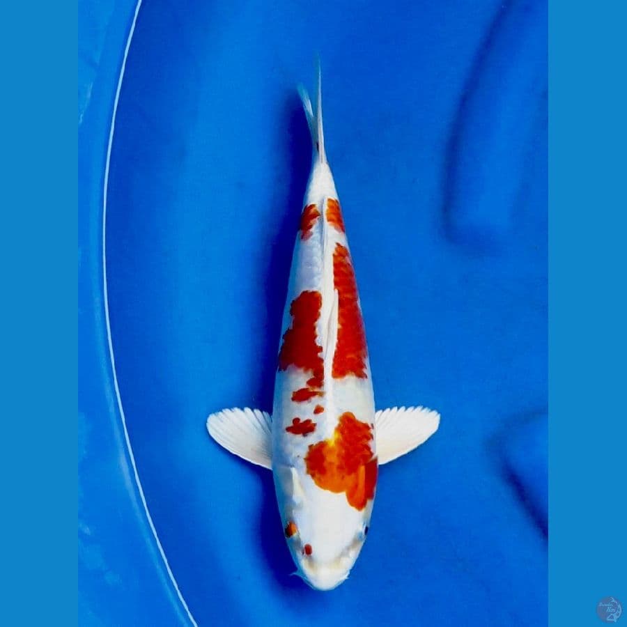29cm , male Kinkhusui