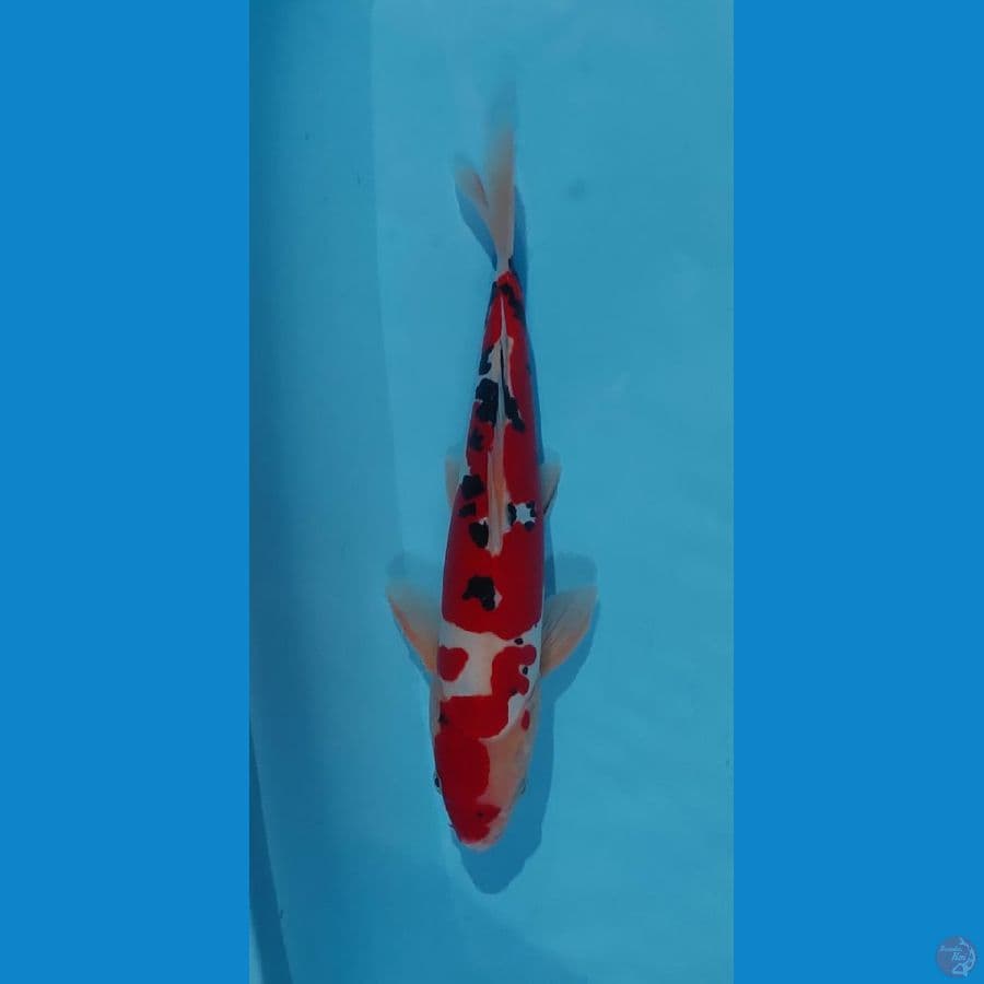 sanke doitsu murni 35 cm merah strong