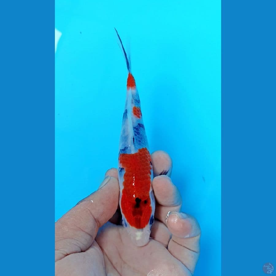 Showa 16cm