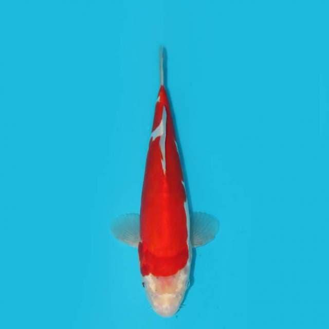 27 CM - DOITSU