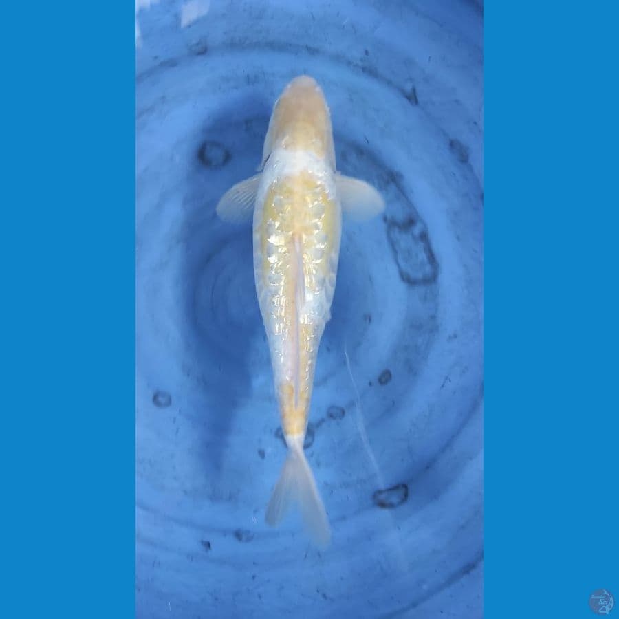 antik 38cm