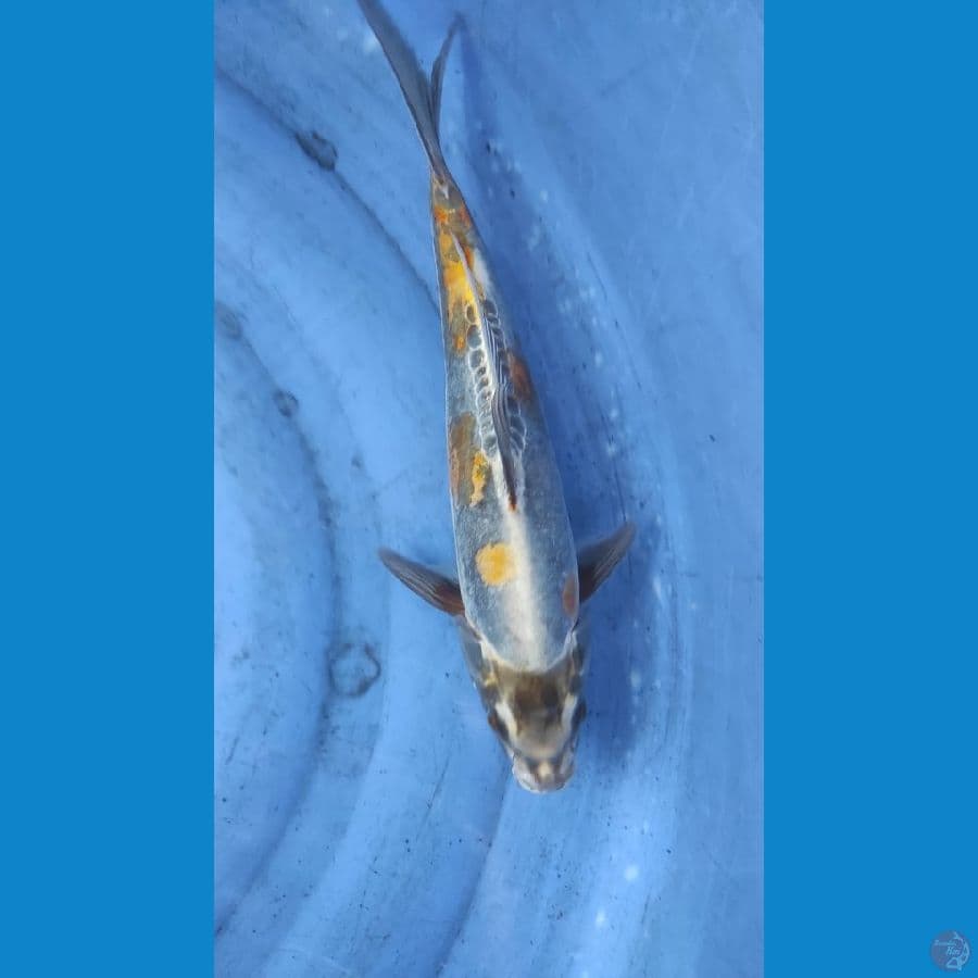 antik 38cm