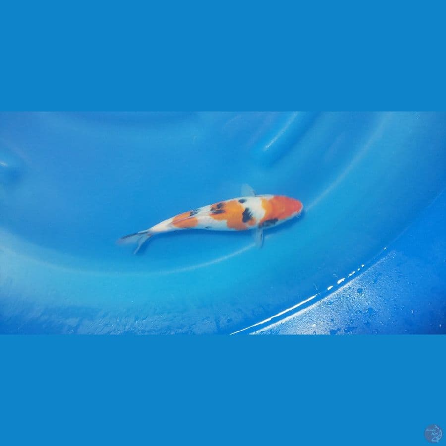 SANKE 20CM