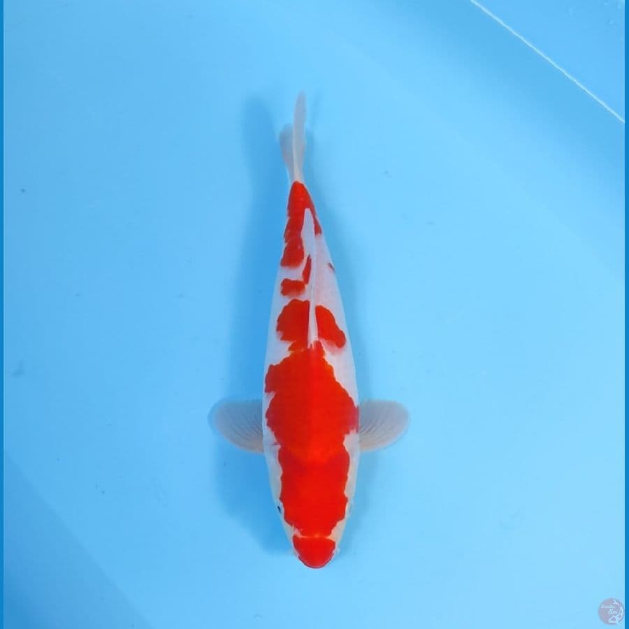 KOHAKU 29 CM - FEEMALE