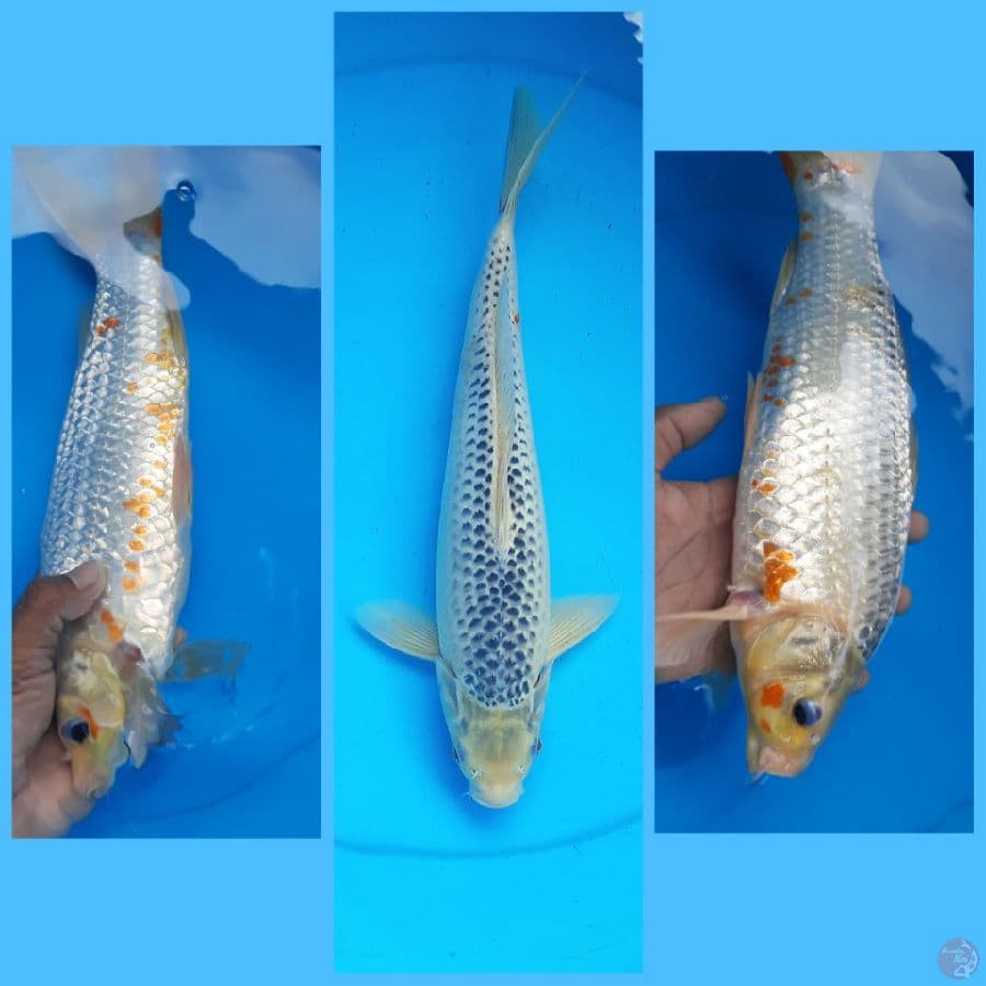 Asagi 35cm /M