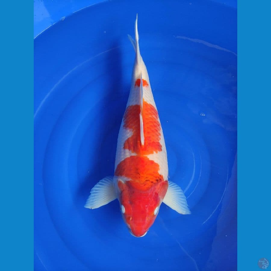 SB jumbo 55cm