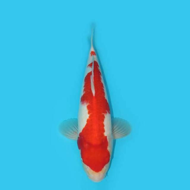 KOHAKU BERPUNUK 37 CM