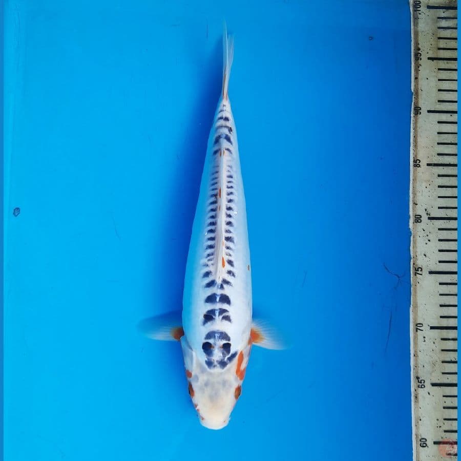 Prospek jumbo shusui 34cm /F