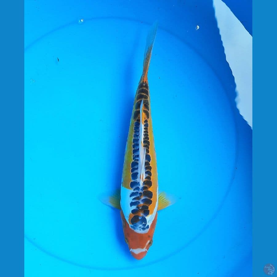 Maruten shusui 35cm /F