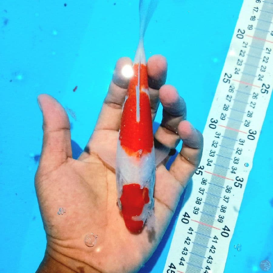 MINION KOHAKU //17 CM
