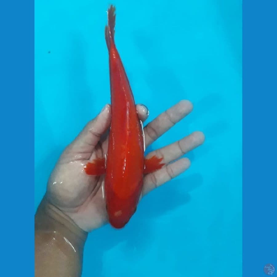 AKAHAJIRO TEMBUS 22cm