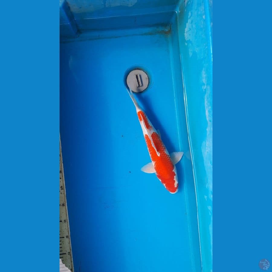 kohaku