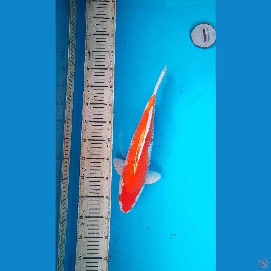 kohaku