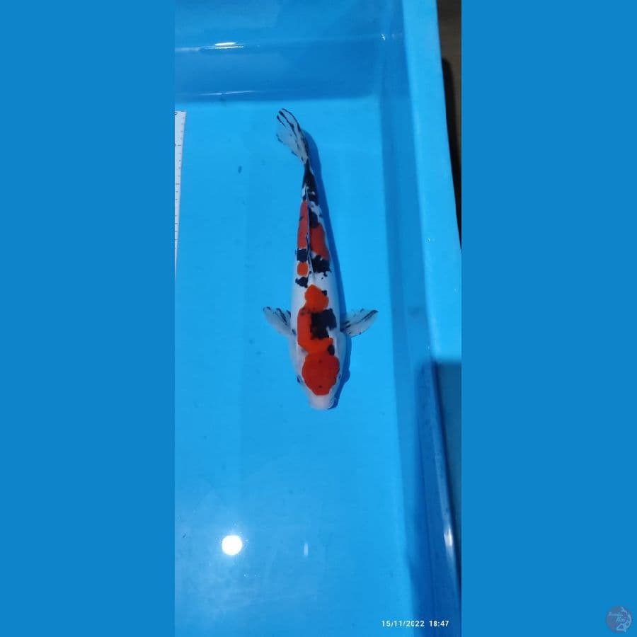 Sanke Doitsu ~ 33 cm