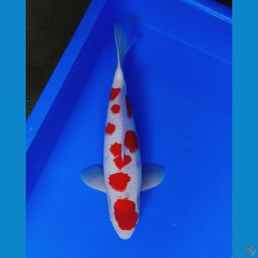 sakura kohaku 33cm (male)
