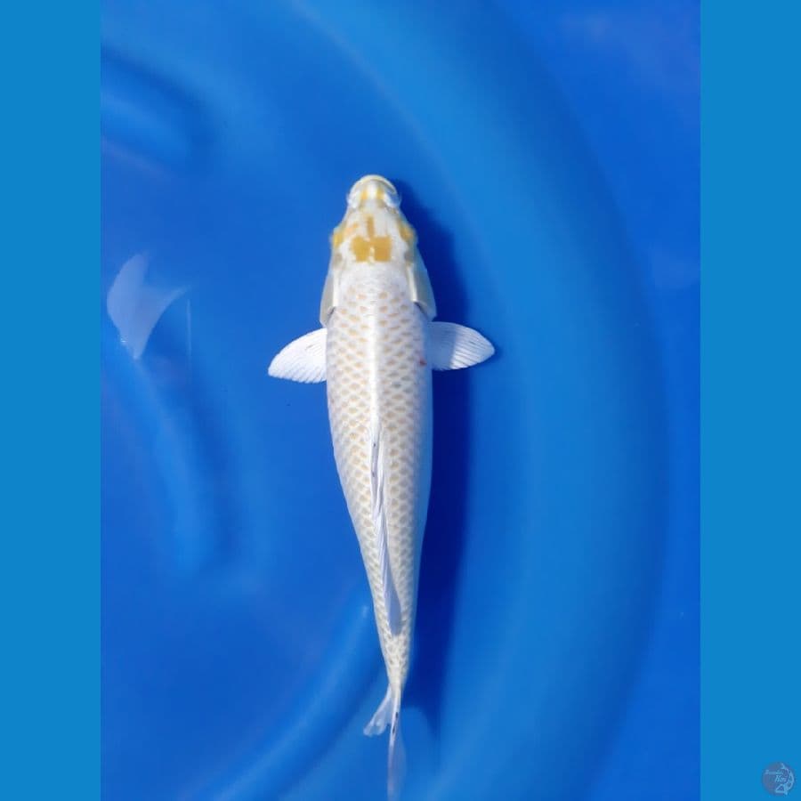 OGON 30CM