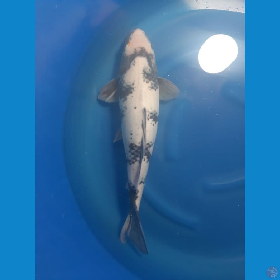 SHIRO F1 50cm