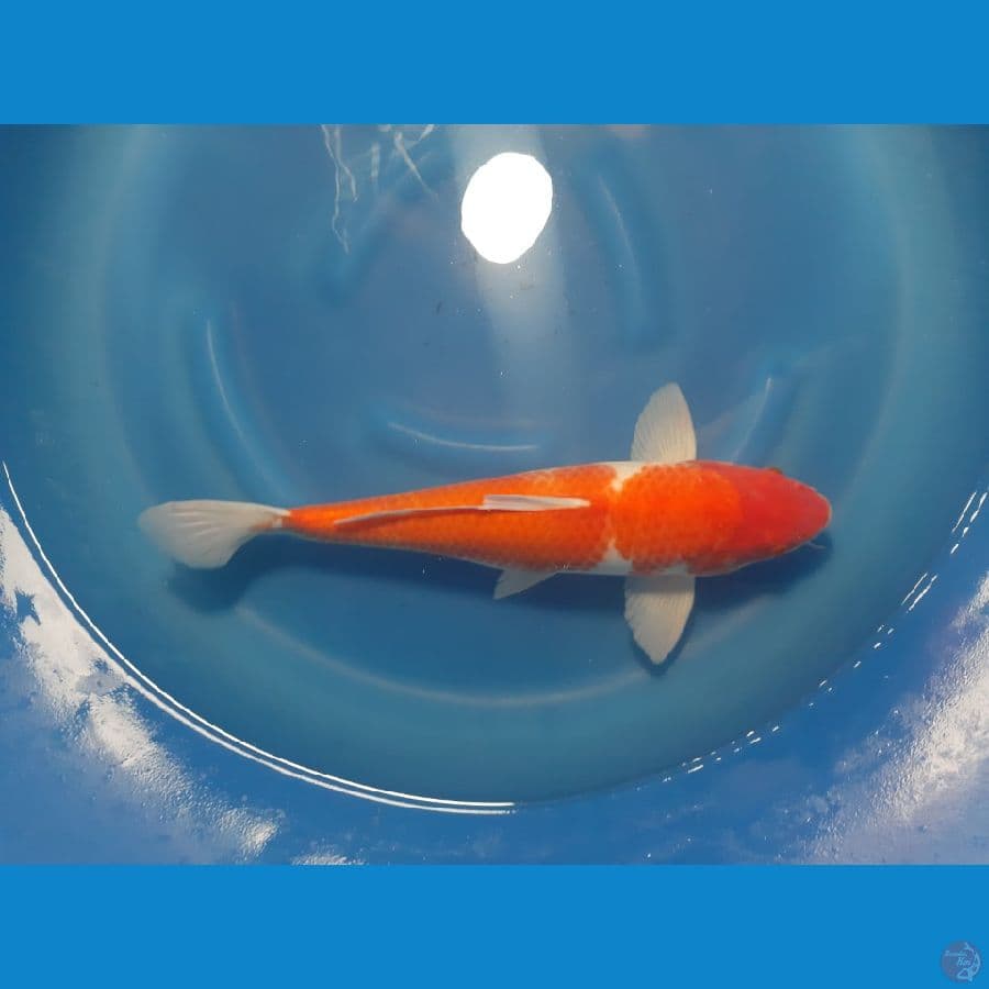 KOHAKU 50CM