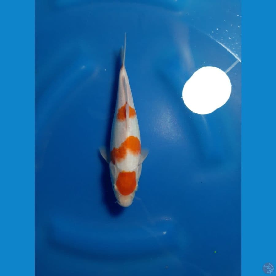KOHAKU