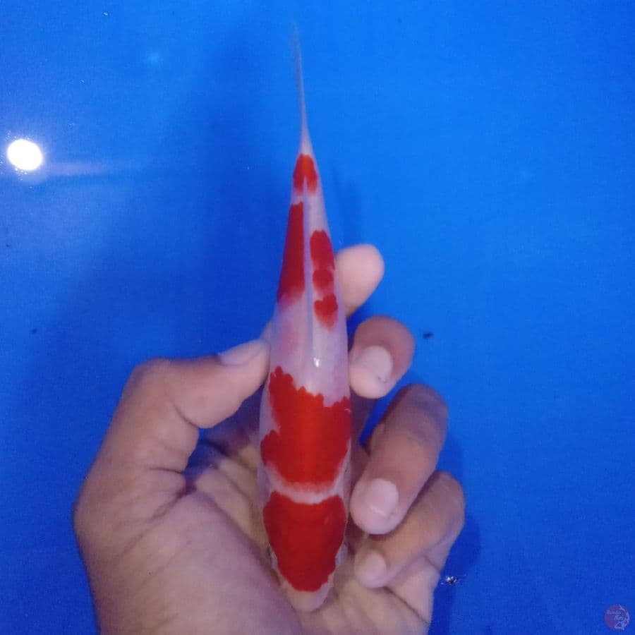 SAKAI - MARUTEN KOHAKU B 15CM