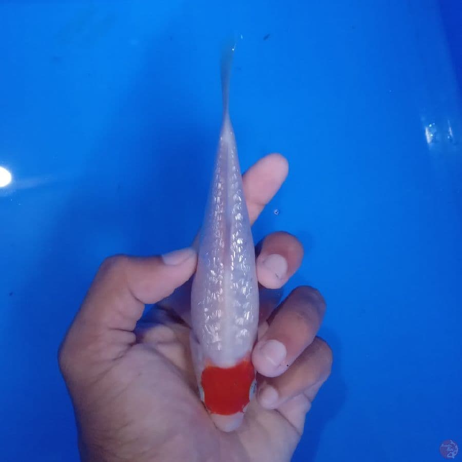 SAKAI - TANCHO GINRIN 15CM