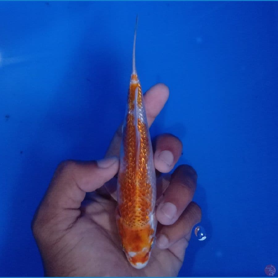 SAKAI - HARIWAKE GINRIN 16CM