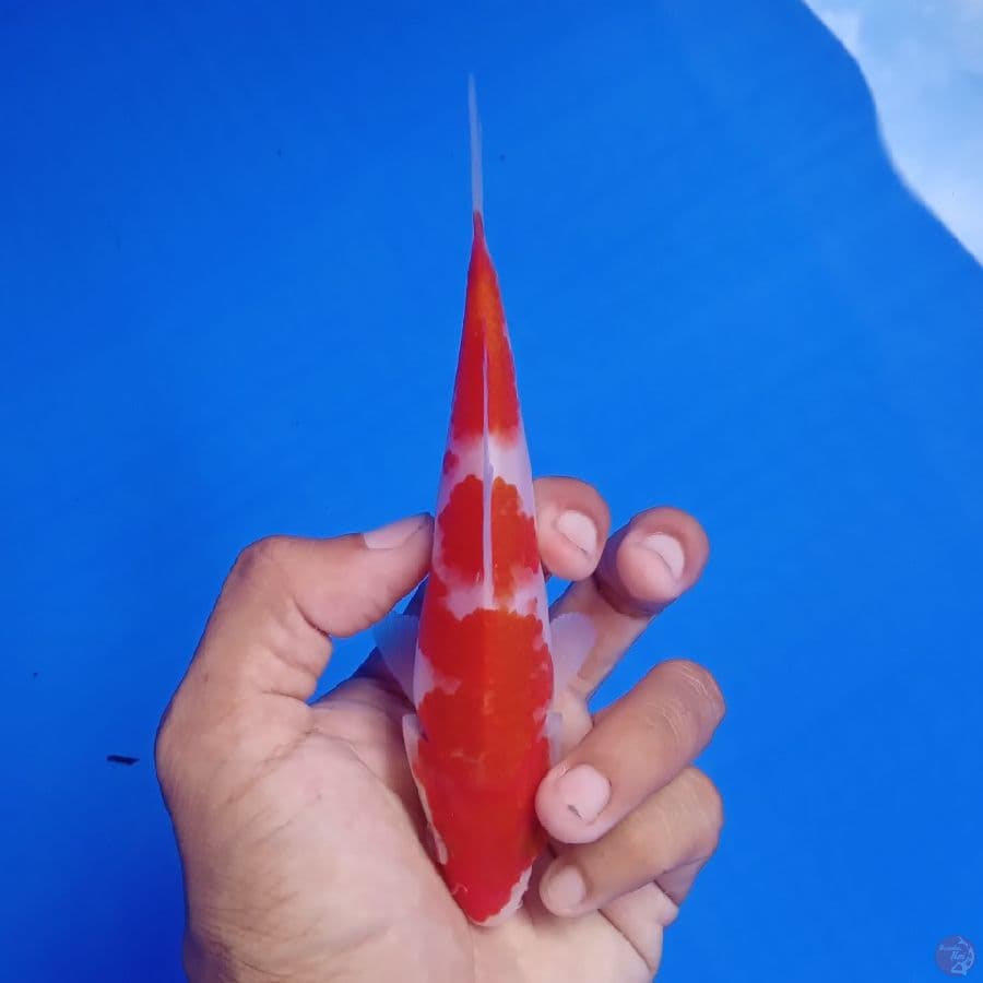 SAKAI - KOHAKU B 15CM