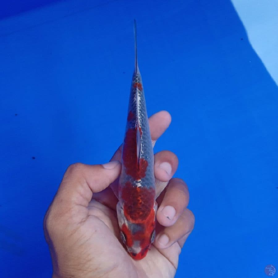 SAKAI - BENI GINGGA D 16CM