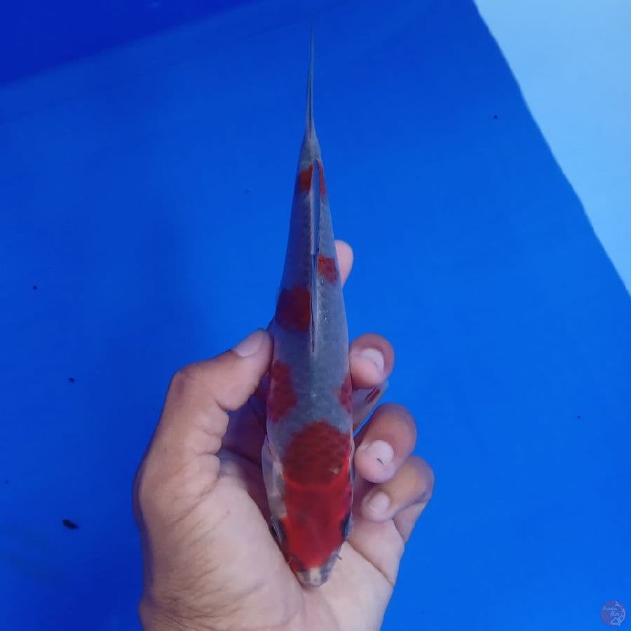SAKAI - BENI GINGGA F 19CM