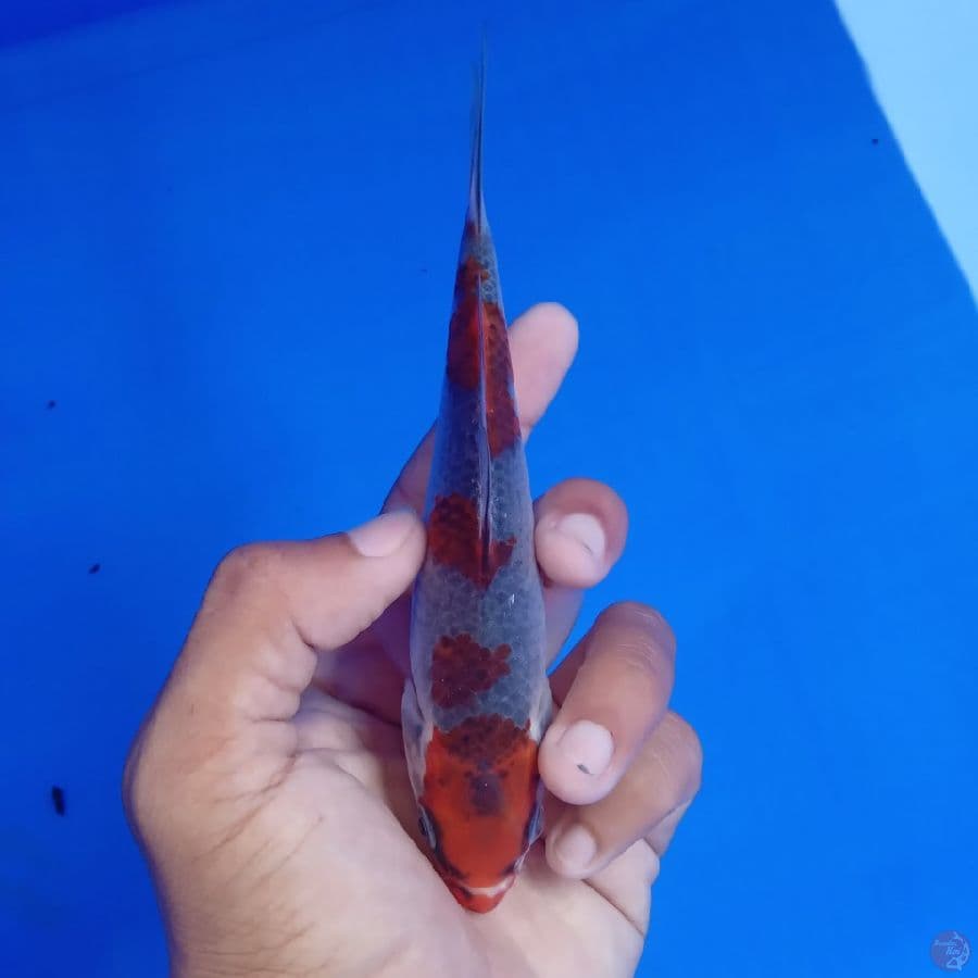 SAKAI - BENI GINGGA G 15CM
