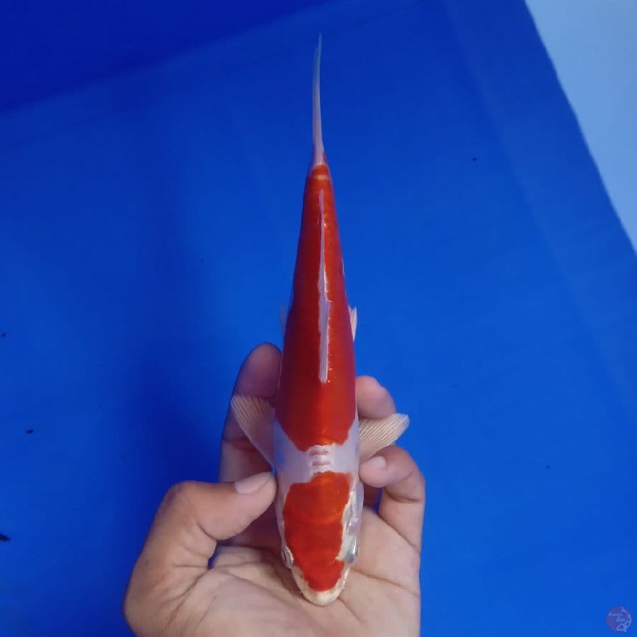 SAKAI - KIKUSHUI 20CM