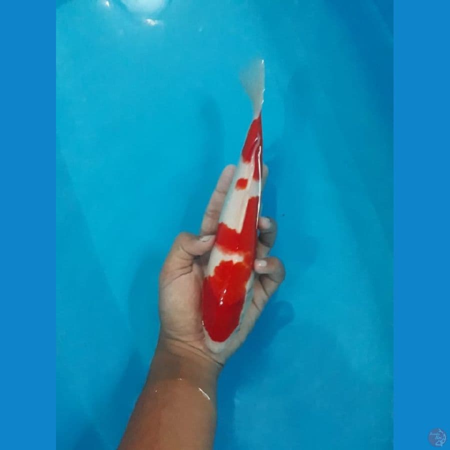 Kohaku 25cm