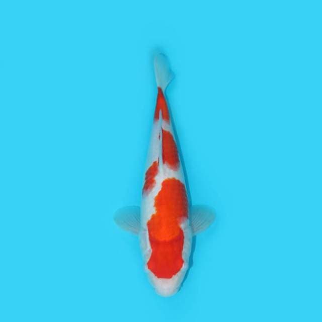 KOHAKU 29 CM