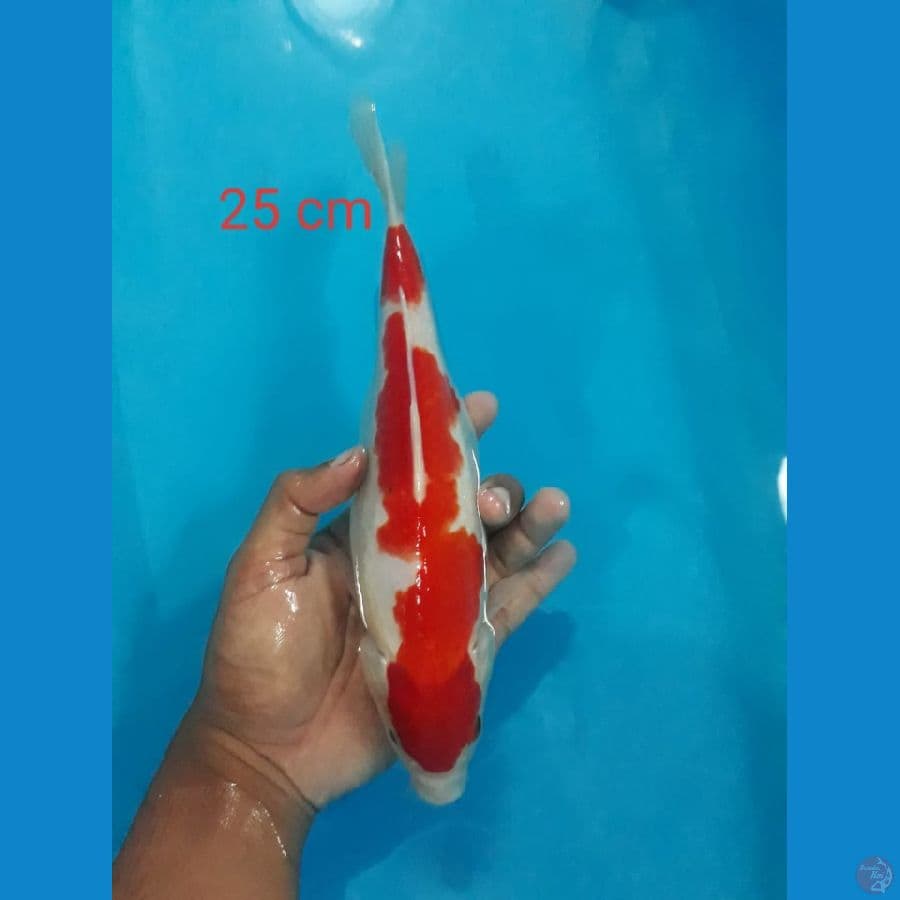 25cm Kohaku
