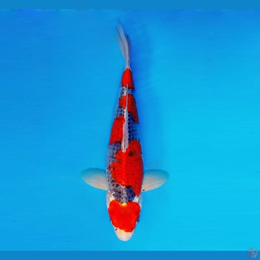 MULAN 2 ~ Goshiki 39 cm/male ™
