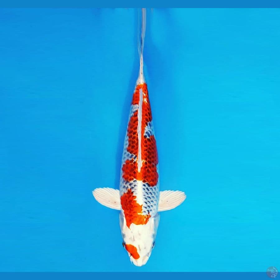 MULAN 7 ~ Kujaku 34 cm/male ™