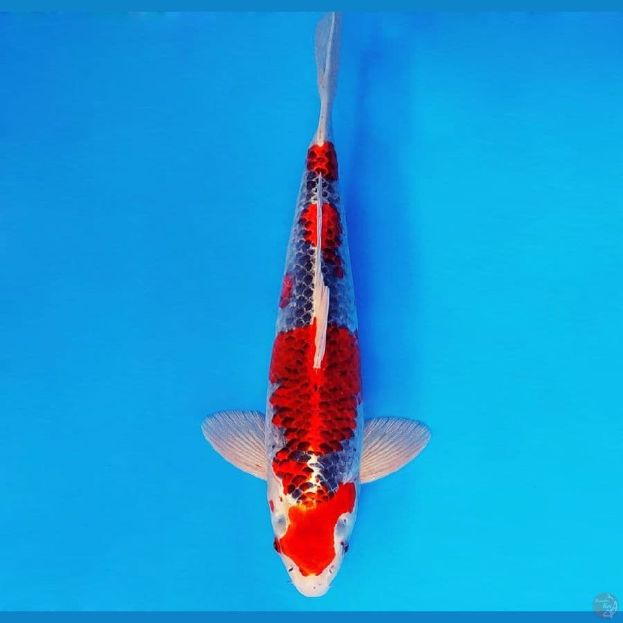 MULAN 15 ~ Goshiki 37 cm/male ™